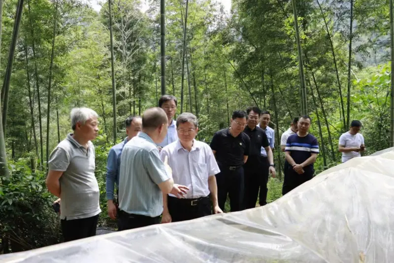 Лю Шурен, Ұлттық орман шаруашылығы және шабындық әкімшілігінің даму және реформалау департаментінің директоры, Anxin Shibawan Anoectochilus отырғызу базасын зерттейді