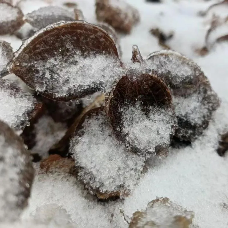 Organically Cultivated Premium Dried Anoectochilus Roxburghii