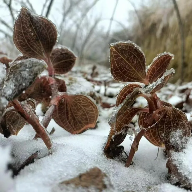 Органикалық өсірілген премиум кептірілген Anoectochilus Roxburghii